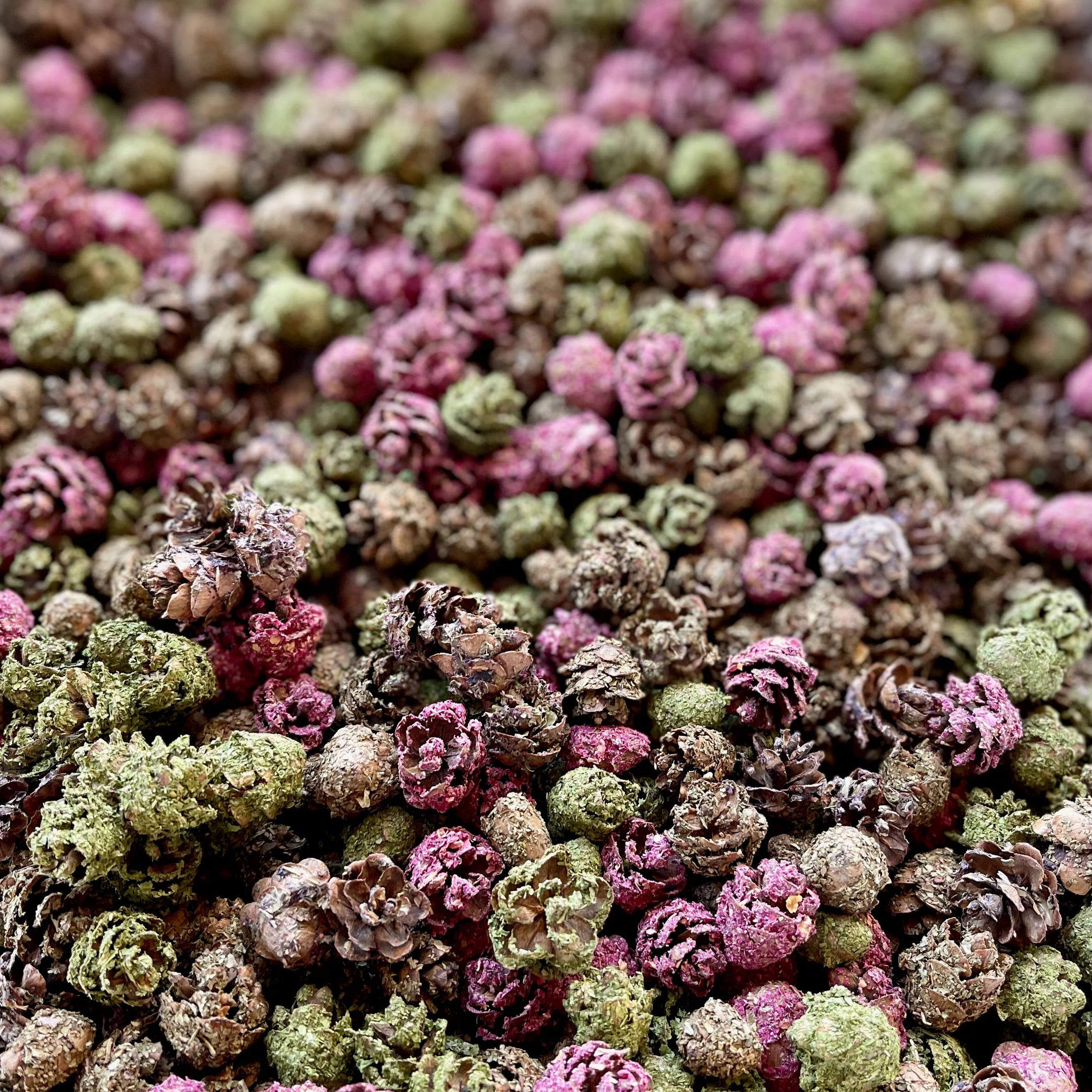 Pinecone Crunchies