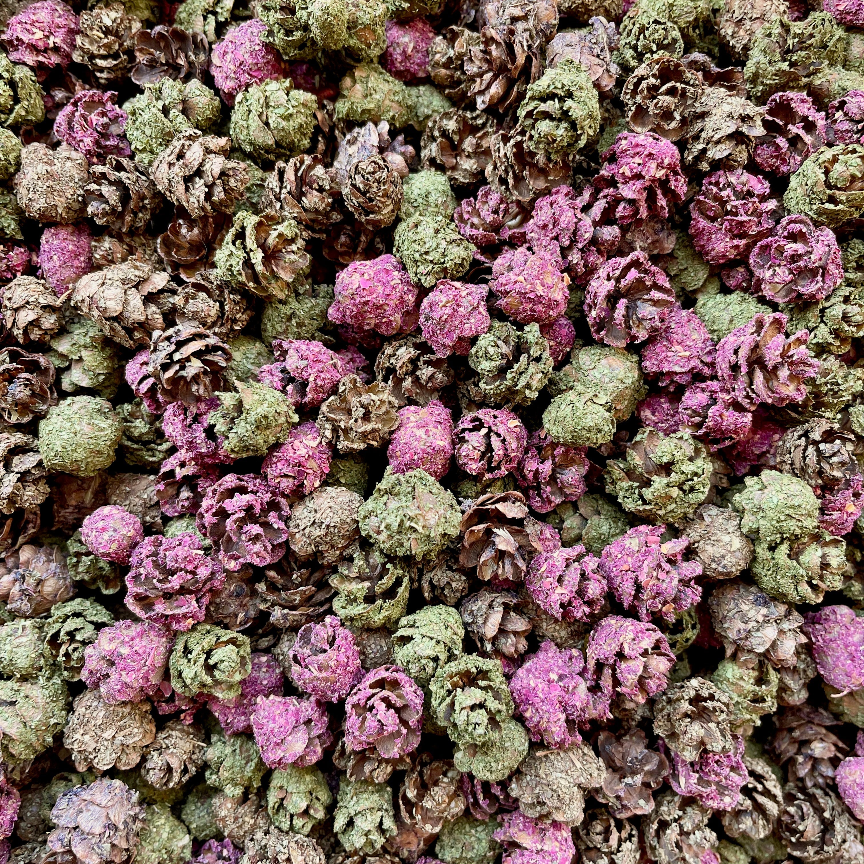 Pinecone Crunchies