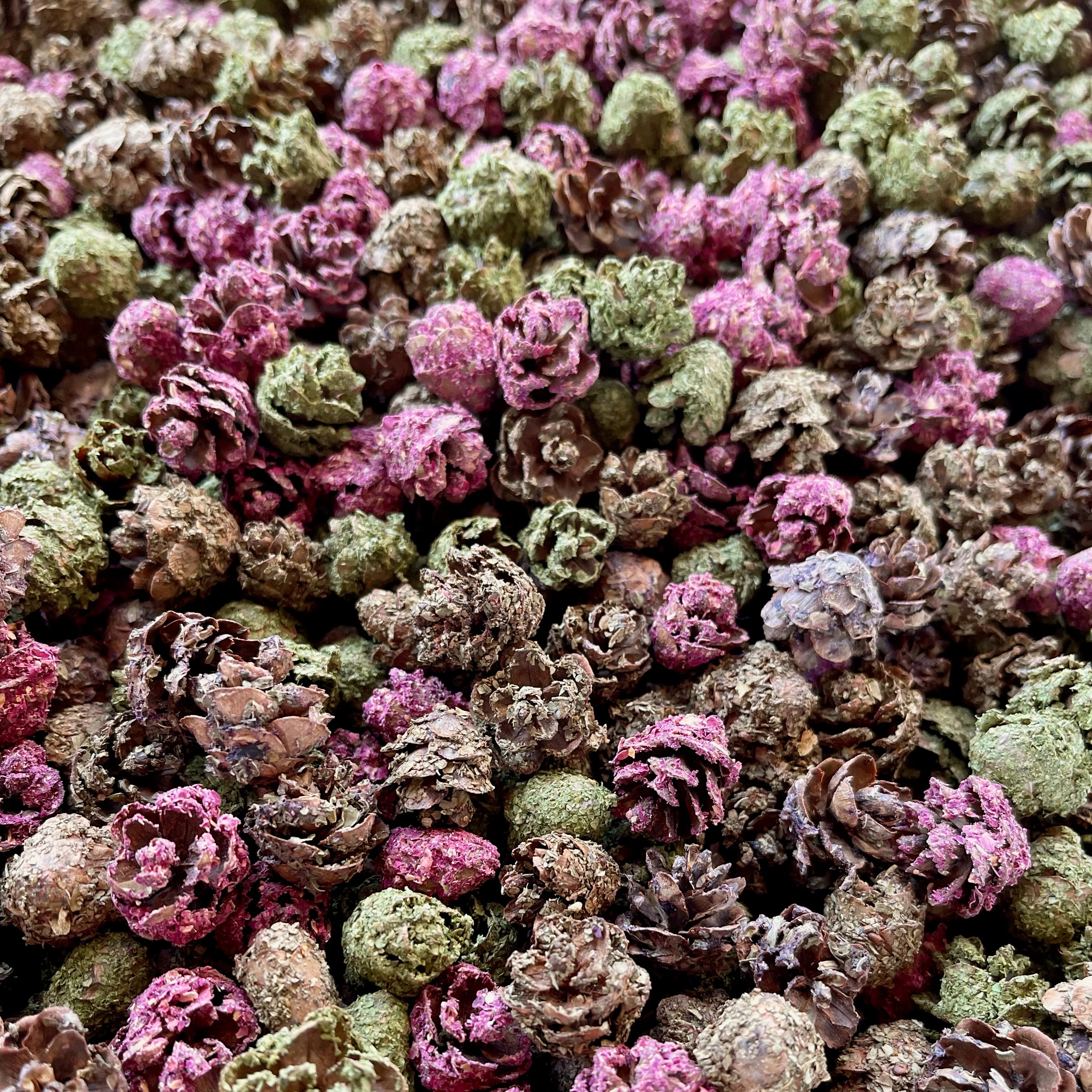 Pinecone Crunchies