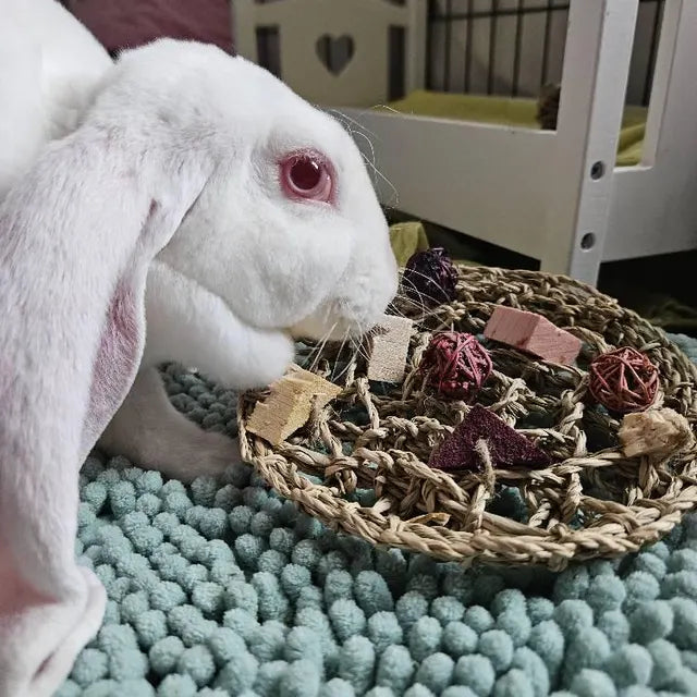 Fruity Pizza - Natural Fruit-Flavored Chew Toy