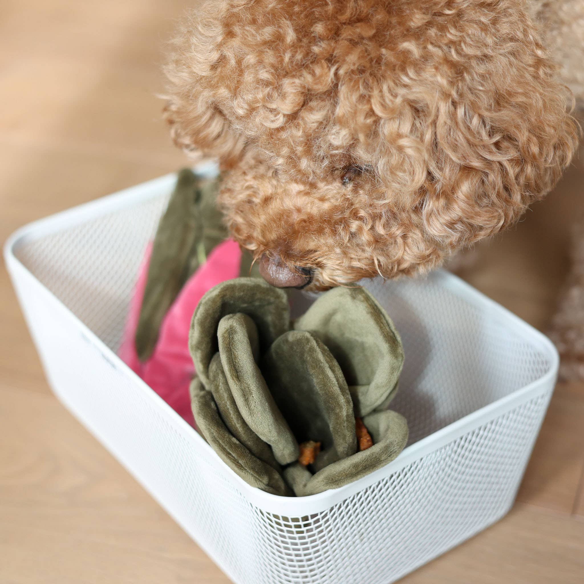 Snuffle Swiss Chard Forage Toy