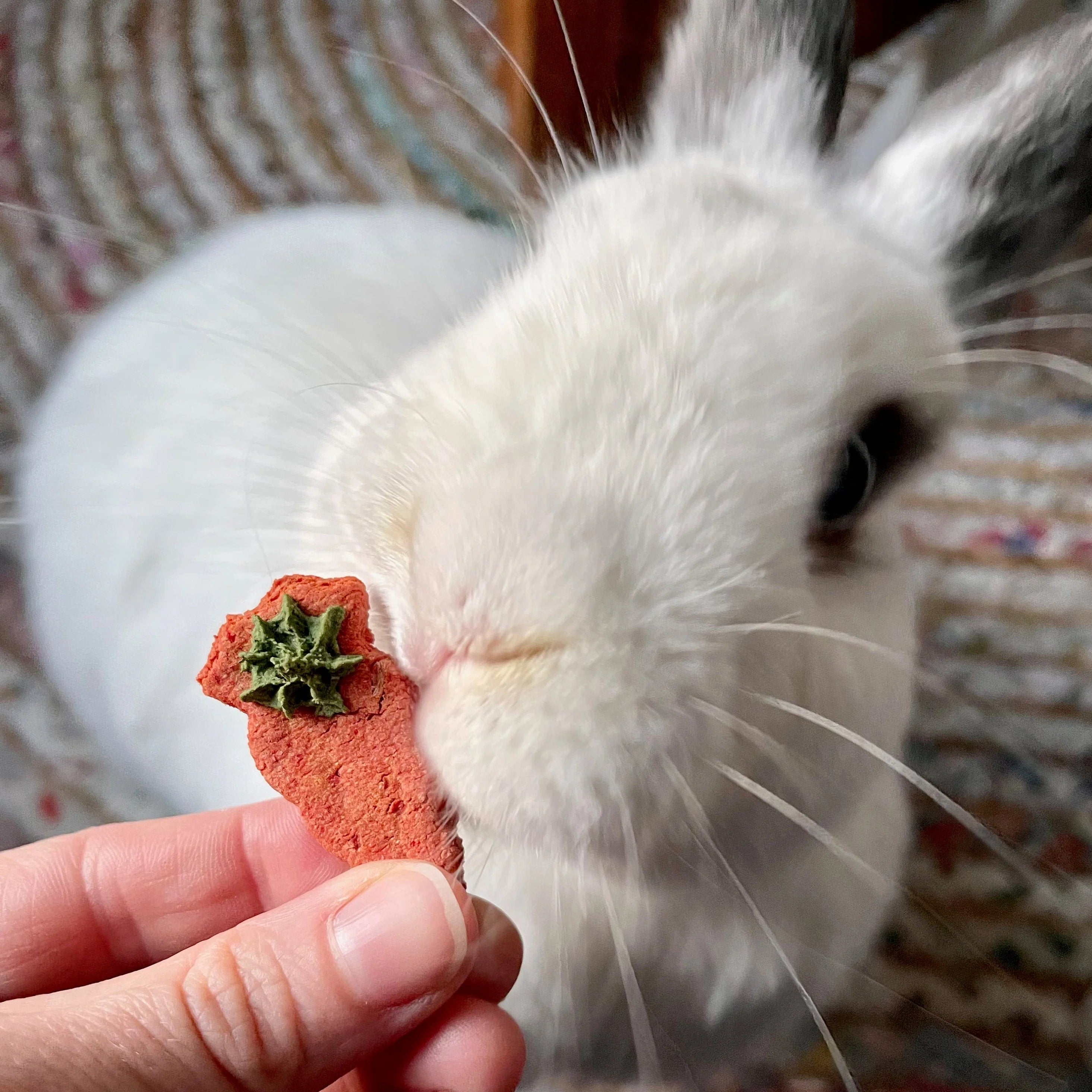 Carrot & Dill Digestives