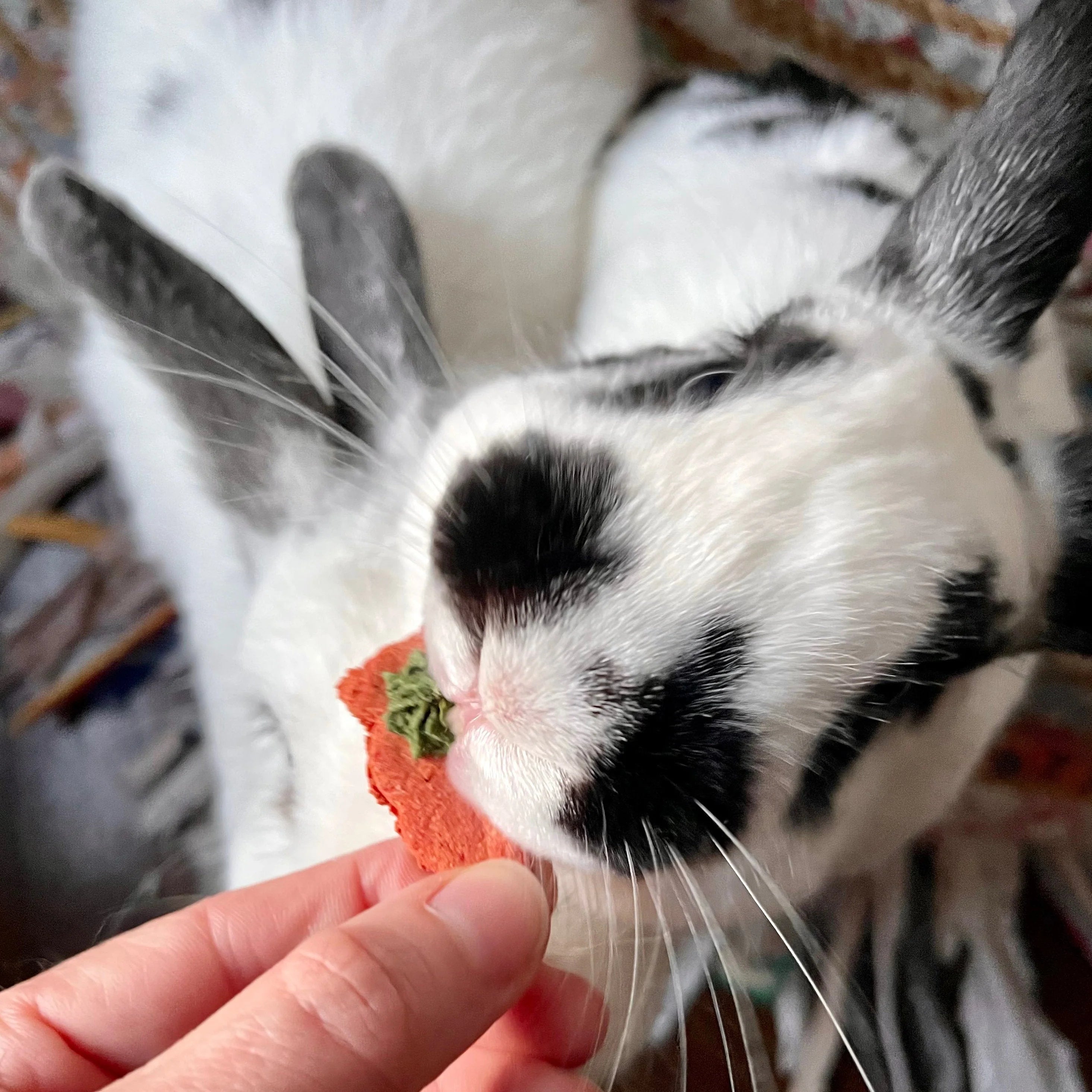 Carrot & Dill Digestives